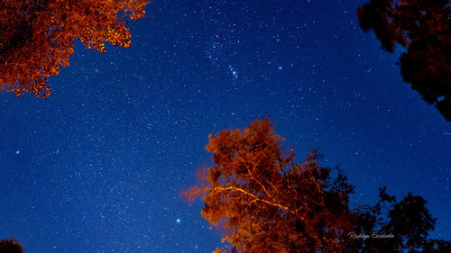 Low angle view of tree against sky at night