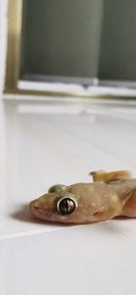 Close-up of fish on table