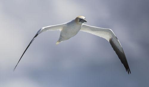 Low angle view of gannet flying against sky