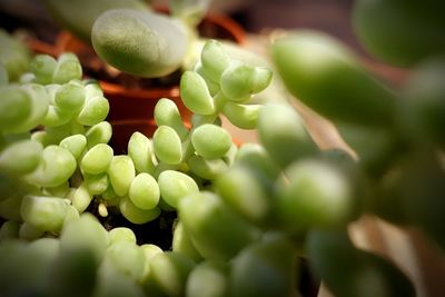 Close-up of plant