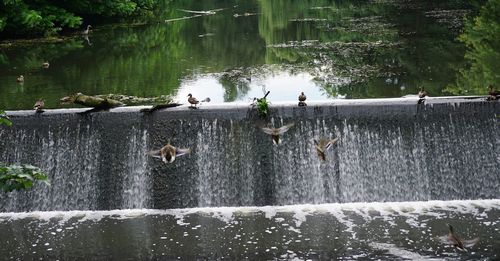 Birds in lake