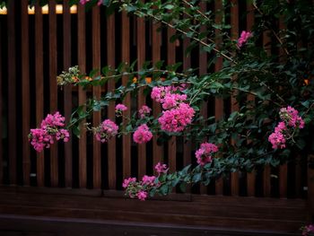 Pink flowering plants by railing