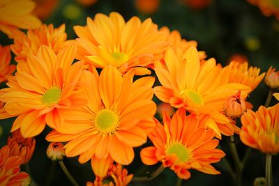 Close-up of orange flowers