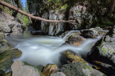 Scenic view of waterfall in forest