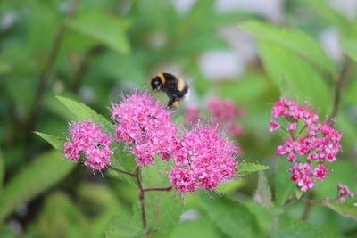 Close-up of bee on pink flowers