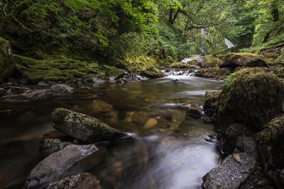 Scenic view of waterfall in forest