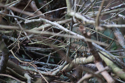 Close-up of twigs in forest