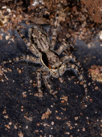 Close-up of spider