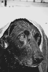 Close-up of black dog in water