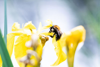Close-up of bee pollinating on yellow flower
