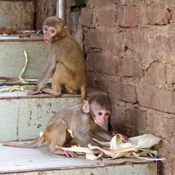 Monkeys sitting on steps