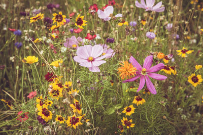 Close-up of flowers