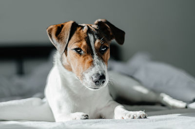Jack russell terrier dog lies in bed on white linen. pet lovers.