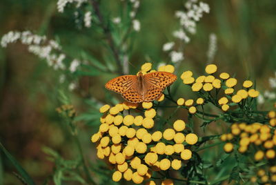 Close-up of butterfly on yellow flower