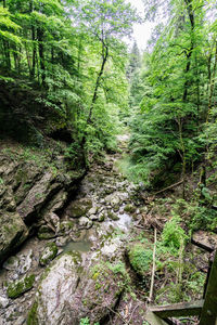 Scenic view of stream amidst trees in forest