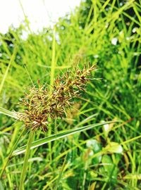 Close-up of grass growing in field