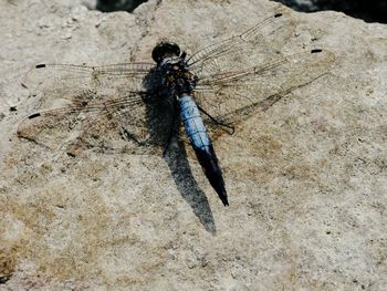 Close-up of insect