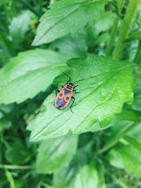 Close-up of ladybug on leaf