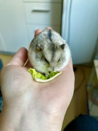 Close-up of hand holding a rabbit