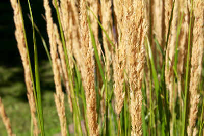 Close-up of plant