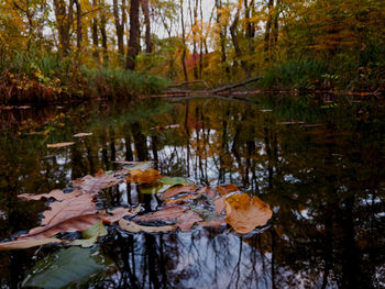 Leaves floating on water in lake