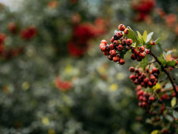 Close-up of red berries growing on tree