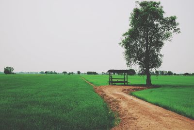 Scenic view of agricultural field against clear sky