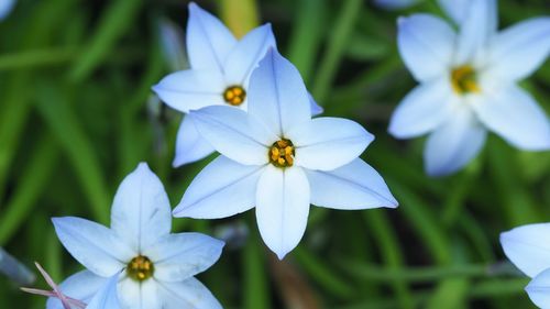 Close-up of white flowering plants