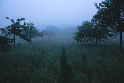 Trees on field against sky