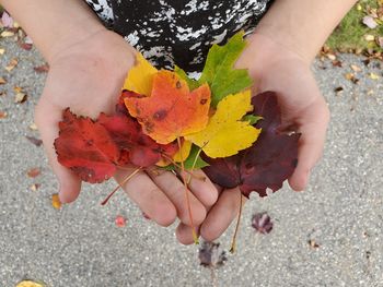 Midsection of person holding maple leaves during autumn