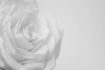 Close-up of rose against white background