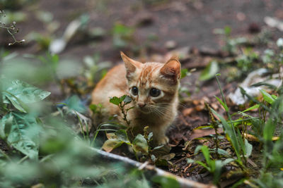 Portrait of kitten on field