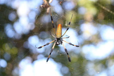 Close-up of spider on web