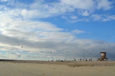 Flock of birds flying over beach