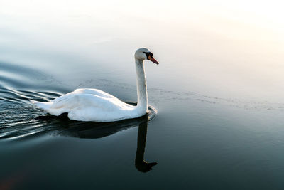 Swan swimming on lake