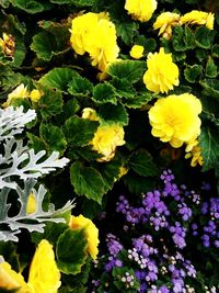 Close-up of yellow flowers blooming outdoors