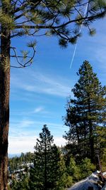 Low angle view of trees in forest