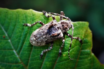 Close-up of insect on leaf