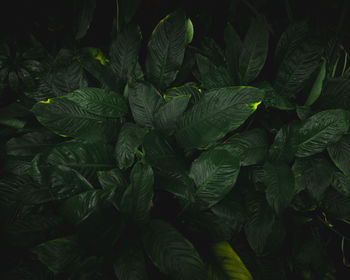 Full frame shot of fresh green leaves