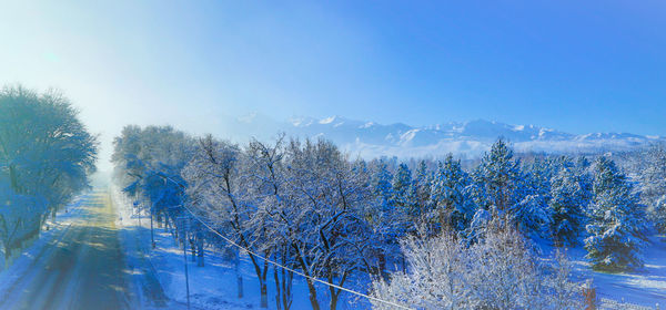 Trees against clear blue sky during winter