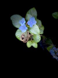 Close-up of blue rose flower against black background