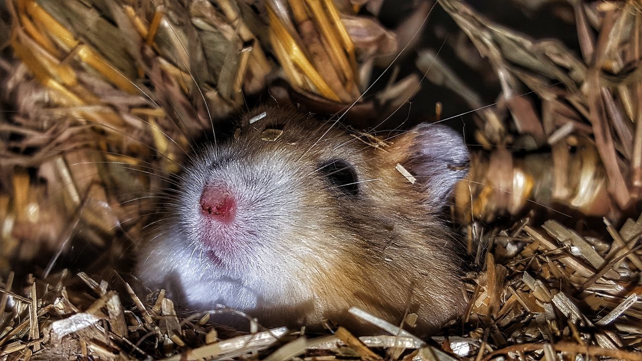 CLOSE-UP OF LIZARD ON HAY