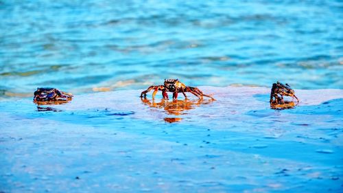 Close-up of crab on beach