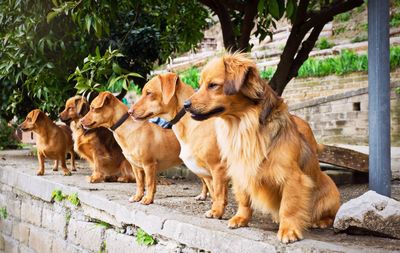 View of dogs sitting in row