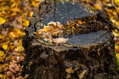 Close-up of insect on rock