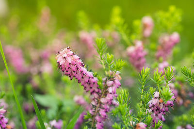 Close-up of pink flowering plant on field