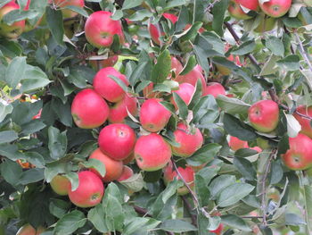 Close-up of red berries growing on tree