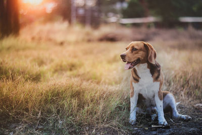 Dog looking away on field