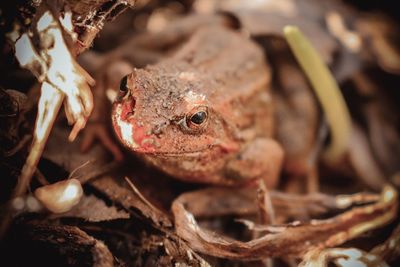 Close-up of lizard