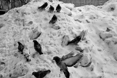 High angle view of birds on snow